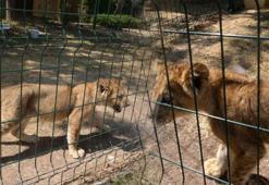 'Aslan kaçsa kim yakalayacak?' Mahalleli isyan etti, hayvanat bahçesi kapatıldı