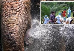 Çıldıran fil terbiyecisini ikiye böldü!