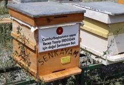 Cumhurbaşkanı için doğal 'Şenkayam Balı' ürettiler
