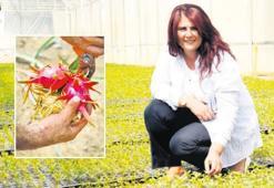 Ejder meyvesi Aydınlı oldu