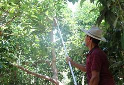 Türkiye’nin yüzde 70 avokado üretimi yapılan Alanya’da hasat heyecanı