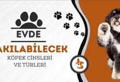 Evde bakılabilecek köpek cinsleri ve türleri