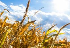 ‘Kurtarıcımız GAP’