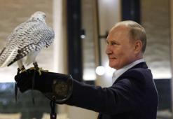 Putin, türü kaybolma tehlikesiyle karşı karşıya olan bir şahini besledi