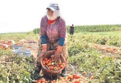 Salçaya yakın takip