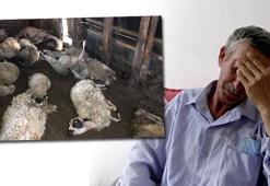 Ağıla giren kurt koca sürüyü telef etti... "Yabani hayvanlarla başımız dertte" diyerek olayı anlattı