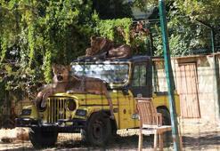 Mahalle arasındaki hayvanat bahçesi mühürlendi