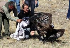 Zehirlenen kara akbaba, tedavi edilip doğaya bırakıldı