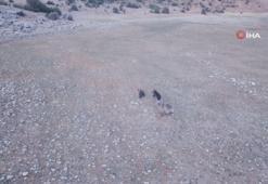 Anne ve yavru ayıların neşeli anları kamerada