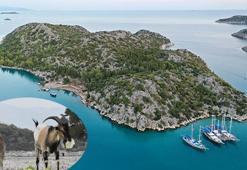 Aşırlı Adası'nda dağ keçilerinin sayısı artıyor