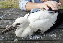 Afrika'ya dönüş yolundaki ‘kayıp leylek’ Emirdağ’da ölü bulundu