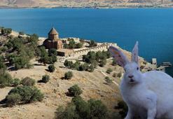 Akdamar Adası'nda 'tavşan' zararı! Sayıları hızla artıyor
