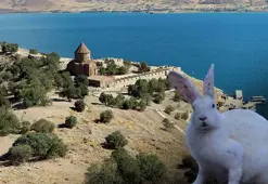Akdamar Adası'nda 'tavşan' zararı! Sayıları hızla artıyor