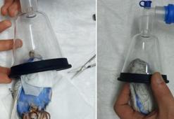 Yumurtası sıkışan muhabbet kuşu ameliyatla sağlığına kavuştu