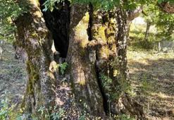Artvin’de bulunan dünyanın en yaşlı armut ağacında meyve hasadı yapıldı