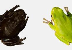 Yeşil kurbağaların rengi siyaha döndü