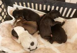 Poşet içerisinde çöp konteynerine atılan 5 yavru köpek kurtarıldı