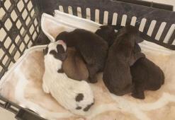 Vatandaşlar buldu! Yavru köpekleri poşete koyup attılar