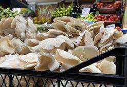 Etle aynı değere sahip istiridye mantarı ilgi odağı oldu