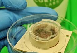 L﻿aboratuvar ortamında üretilen beyin hücreleri bilgisayar oyunu oynadı