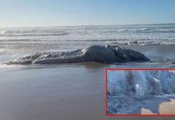 'Deniz canavarı' şoku! Neredeyse kamyon kadar...