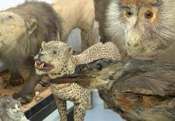 Türkiye'nin ilk zooloji müzesi 7 yıl sonra yeniden açılıyor