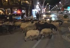 Şehir merkezinden koyun sürüsü geçti, trafik durdu