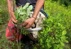 BM raporu: Kolombiya'da geçen yıl koka ekimi yüzde 43 arttı