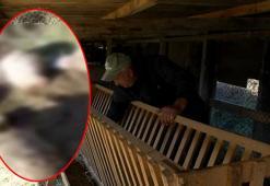 Arnavutköy'de köylerde kurt saldırısı iddiası! 18 koyun telef oldu