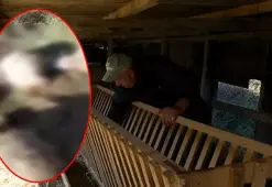 Arnavutköy'de köylerde kurt saldırısı iddiası! 18 koyun telef oldu