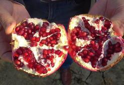 Denizli narının Avrupa’ya ihracat yolculuğu başladı