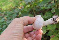 Mantardan 23 kişi zehirlendi, uyarı yapıldı