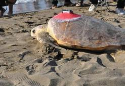 Deniz kaplumbağaları özgürlüğe kulaç attı