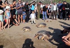 Deniz kaplumbağaları özgürlüğe kulaç attı