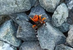 Elazığ’da zehirli uğur böceği görüntülendi