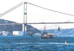 CİMER'e balık başvurusu! 6 Kasım’da bir günlüğüne tamamen kaldırılıyor