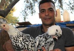 Bu tavukların yumurtası yurt içinde 80, yurt dışında 150 lira