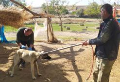 Bitlis’te kuduz paniği! 36 vaka tespit edildi