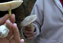 50 gramı öldürüyor! Yüzde 95'i 'Köygöçüren' adı verilen mantar