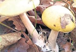 Bir ayda 5 can aldı