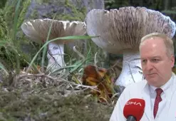 Mantar zehirlenmelerinde ilk 3 güne dikkat