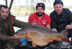 Türkiye'nin en büyük sazanı Bilecik'te yakalandı