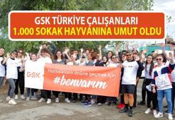 GSK Türkiye çalışanları bin sokak hayvanına umut oldu