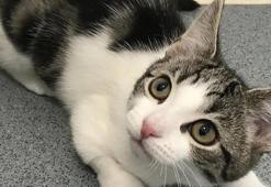 Ne dişi ne de erkek! Cinsel organı olmayan kedi, uzmanları şaşırttı