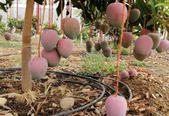 Bir dönümünden 190 bin TL gelir sağlanan mango üreticinin yeni gözdesi