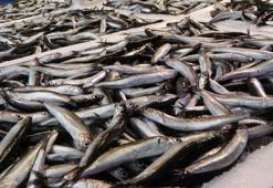 Hamsi Trabzon açıklarına ulaşınca tezgahlardaki yerli hamsiye ilgi arttı