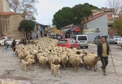 Koyun sürüsü kent merkezinden geçti