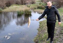 Yuvalı Deresi'ndeki balık ölümlerine ilişkin 8 fabrikada inceleme