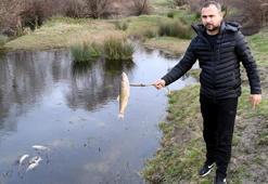 Yuvalı Deresi'ndeki balık ölümlerine ilişkin 8 fabrikada inceleme
