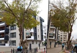 Yol ortasında kalan asırlık ağaç, korumaya alındı